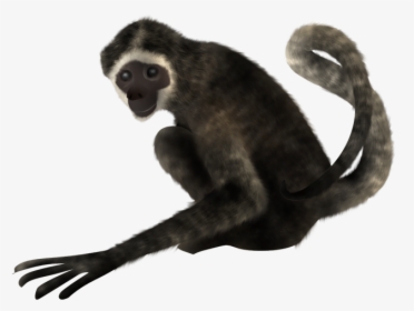 Spider Monkey On A Transparent Background, HD Png Download, Transparent PNG