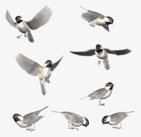 Transparent Chickadee Png - Flying Black Capped Chickadee, Png Download, Transparent PNG