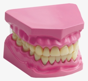 Transparent Human Teeth Png - Science Edu Toys Giant Dental Care Model, Png Download, Transparent PNG