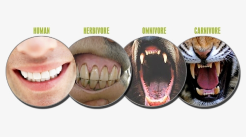 Herbivore Vs Omnivore Teeth, HD Png Download, Transparent PNG