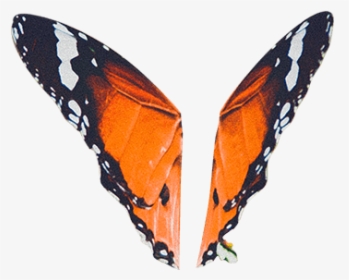 Butterfly - Monarch Butterfly, HD Png Download, Transparent PNG