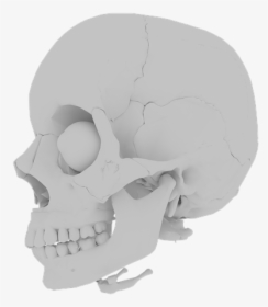Skull, Orbit, Skeleton, Bone, Teeth, Medical, Human - Skull, HD Png Download, Transparent PNG