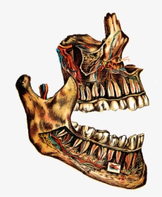 I Think This Vintage Human Jaw Bone And Circulatory - Human Teeth, HD Png Download, Transparent PNG