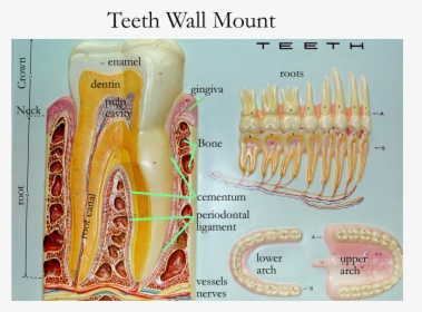 Teeth Anatomy Model Labeled, HD Png Download, Transparent PNG