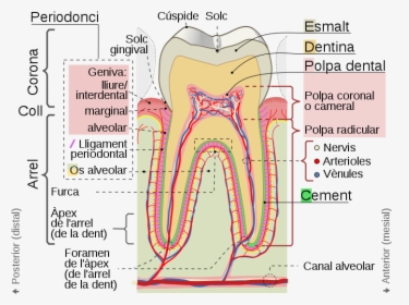 Cross Sections Of Teeth Cat - Tooth Cusp, HD Png Download, Transparent PNG