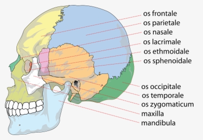 Skull Human Anatomy Free Picture - Rostral Meaning, HD Png Download, Transparent PNG