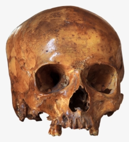 Skull, Skeleton, Bone, Anatomy, Brain Skull, Horror - Iphone X Wallpapers 4k Skull, HD Png Download, Transparent PNG