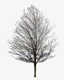 Tree Without Leaves Png , Png Download - Oak Tree Pencil Drawing, Transparent Png, Transparent PNG