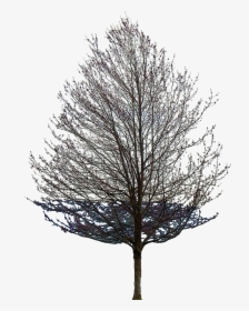 Limitless Providing The Energy Is There - Tree Without Leaves Transparent, HD Png Download, Transparent PNG