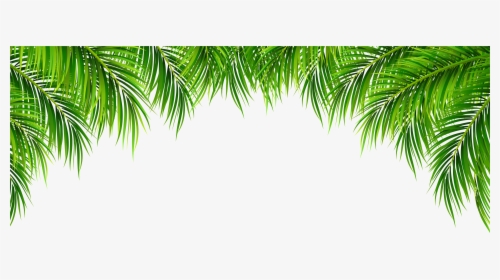 Tree Leaves Png - Transparent Background Palm Leaves, Png Download, Transparent PNG