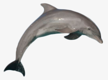 Dolphin With No Background, HD Png Download, Transparent PNG
