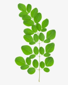 Tree Leaves Png - Moringa Benefits, Transparent Png, Transparent PNG