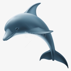 Dolphin,common Bottlenose Dolphin,bottlenose Dolphin,short - Dolphin Clipart Transparent Background, HD Png Download, Transparent PNG