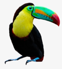 Toucan Color Palette - Toucan Png, Transparent Png, Transparent PNG