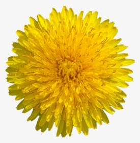 Dandelion Flower, Sacred Geometry, Nature, Pattern - Yellow Dandelion Png, Transparent Png, Transparent PNG
