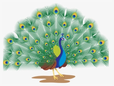 Peacock Clipart Peacock Dance - Peacock With White Background, HD Png Download, Transparent PNG