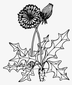 Clip Art Dandelion Outline - Dandelion Clipart Black And White, HD Png Download, Transparent PNG