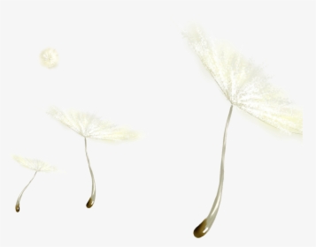 And White Black Dandelion Free Clipart Hq Clipart - Headpiece, HD Png Download, Transparent PNG