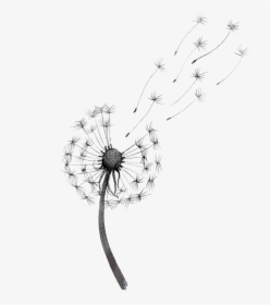 Transparent Dandelions Png - Transparent Sunflower Black And White, Png Download, Transparent PNG