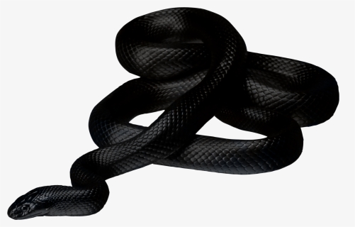 Black Snake Png, Transparent Png, Transparent PNG