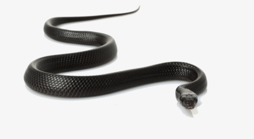 Transparent Cobra Snake Png - Snakes In Madhya Pradesh, Png Download, Transparent PNG