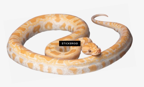 Orange And White Snake , Png Download - Bright Yellow Corn Snake, Transparent Png, Transparent PNG