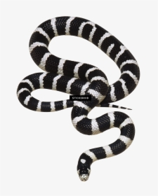 Transparent Snake Png Transparent - Transparent Black Snake Png, Png Download, Transparent PNG
