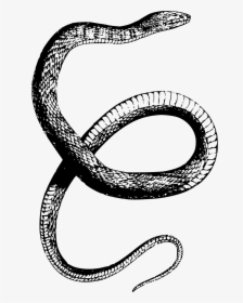 Snake Drawing Png, Transparent Png, Transparent PNG