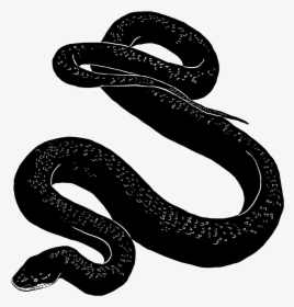 Snake - Snake Black Transparent Background, HD Png Download, Transparent PNG