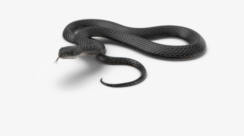 Black Mamba Snake Png Download Image - Black Mamba Snake Png, Transparent Png, Transparent PNG