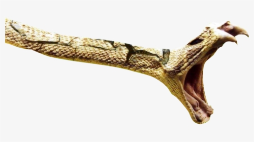 Snake About To Strike, HD Png Download, Transparent PNG