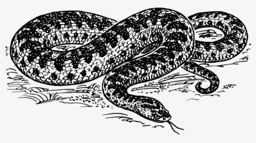 Snake Reptile Dangerous Hiss Wildlife Viper - Anaconda Black And White Clipart, HD Png Download, Transparent PNG