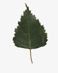 , The Texture Of The Foliage - Birch Tree Leaf Png, Transparent Png, Transparent PNG