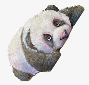 Monthly Subscription - Panda, HD Png Download, Transparent PNG