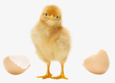 Transparent Baby Chicken Png - Chick Transparent, Png Download, Transparent PNG