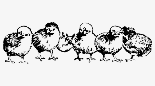 Baby Chickens Clipart Black & White, HD Png Download, Transparent PNG