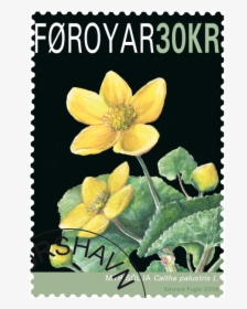 Faroe Islands National Flower, HD Png Download, Transparent PNG