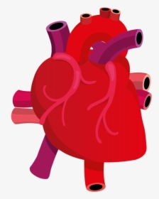 Human Heart On Behance - Real Heart Vector Png, Transparent Png, Transparent PNG