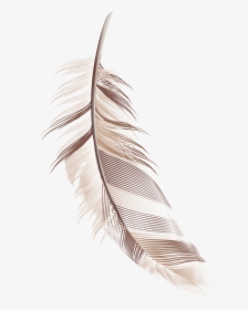 Cartoon Feather Material Png Download - Cartoon Image Of Feather, Transparent Png, Transparent PNG