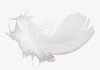 Free Png Feather Png Images Transparent - Macro Photography, Png Download, Transparent PNG