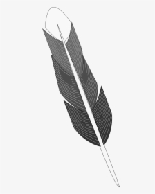 Grayscale Feather Clip Arts - Grayscale Feather, HD Png Download, Transparent PNG
