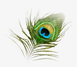 Hd Peacock Image In Our System - Peacock Feather Krishna Logo, HD Png Download, Transparent PNG
