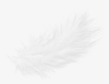 Free Png Feather Png Images Transparent - White Feathers Png Free, Png Download, Transparent PNG