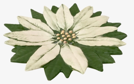 Transparent Poinsettia Clipart - African Daisy, HD Png Download, Transparent PNG