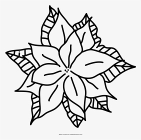 Poinsettia Coloring Page - Floral Design, HD Png Download, Transparent PNG