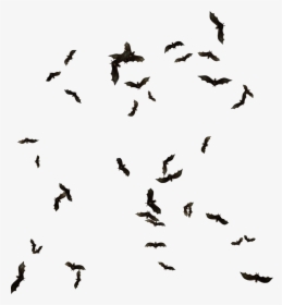 Transparent Flying Bats Png, Png Download, Transparent PNG