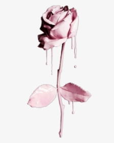 #flower #flowers #rose #liquid #drip #dripping #water - Flowers Dripping With Water, HD Png Download, Transparent PNG