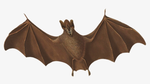 Halloween Bat Flying - Bat, HD Png Download, Transparent PNG