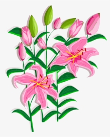 Transparent Lily Flower Png - Stargazer Lily, Png Download, Transparent PNG