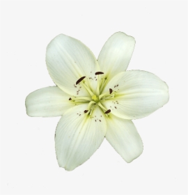 White Lily Flower - White Lily Flower Transparent, HD Png Download, Transparent PNG